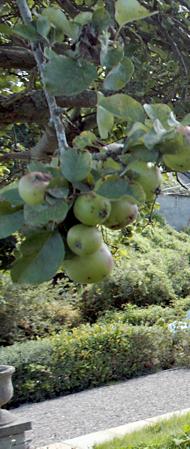 Apples on a tree